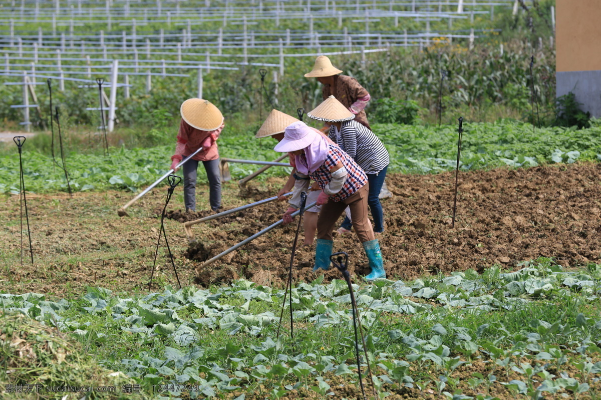 农作 劳动 干农活 种庄稼 种植 挖地 干活 种菜 人物图库 人物摄影