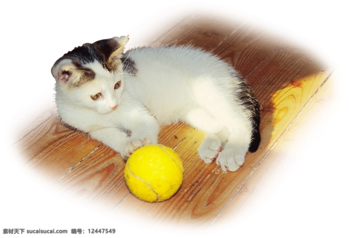 地板 小花 猫 网球 家禽家畜 家庭 猫咪 生物世界 玩耍 小球 装饰素材 室内设计