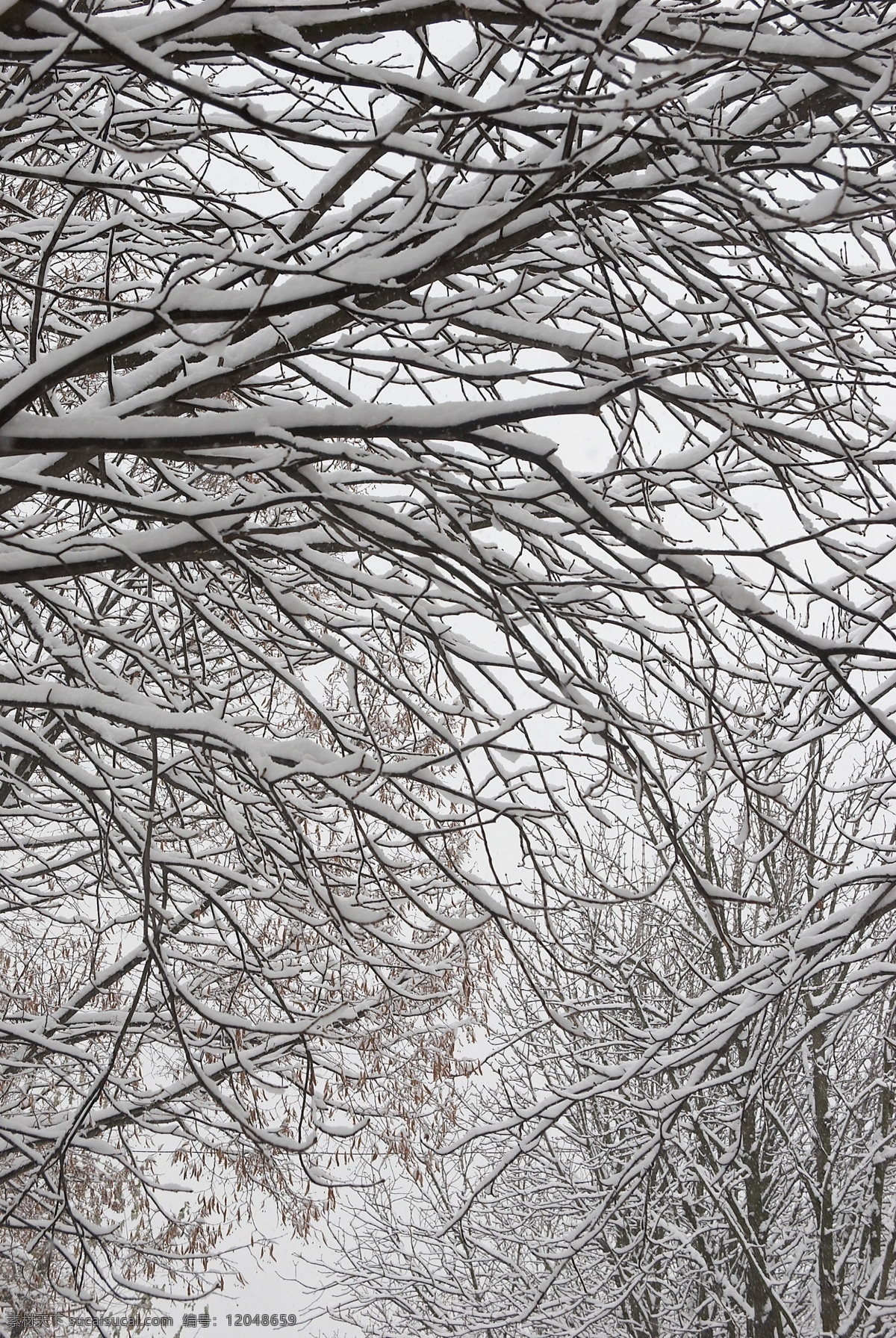 树木 上 白雪 冬天雪景 冬季 美丽风景 美丽雪景 积雪 风景摄影 树林 山水风景 风景图片