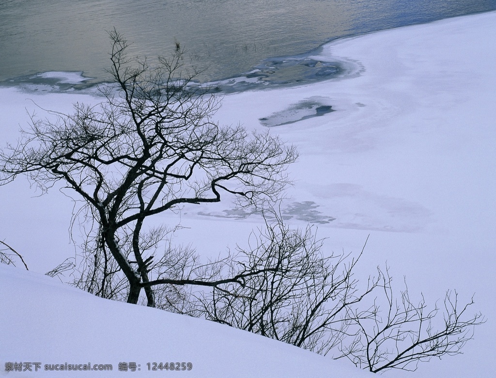 雪 中 树木 冬季的树林 树林 林海雪原 林海 森林 山林 生物世界 树木树叶