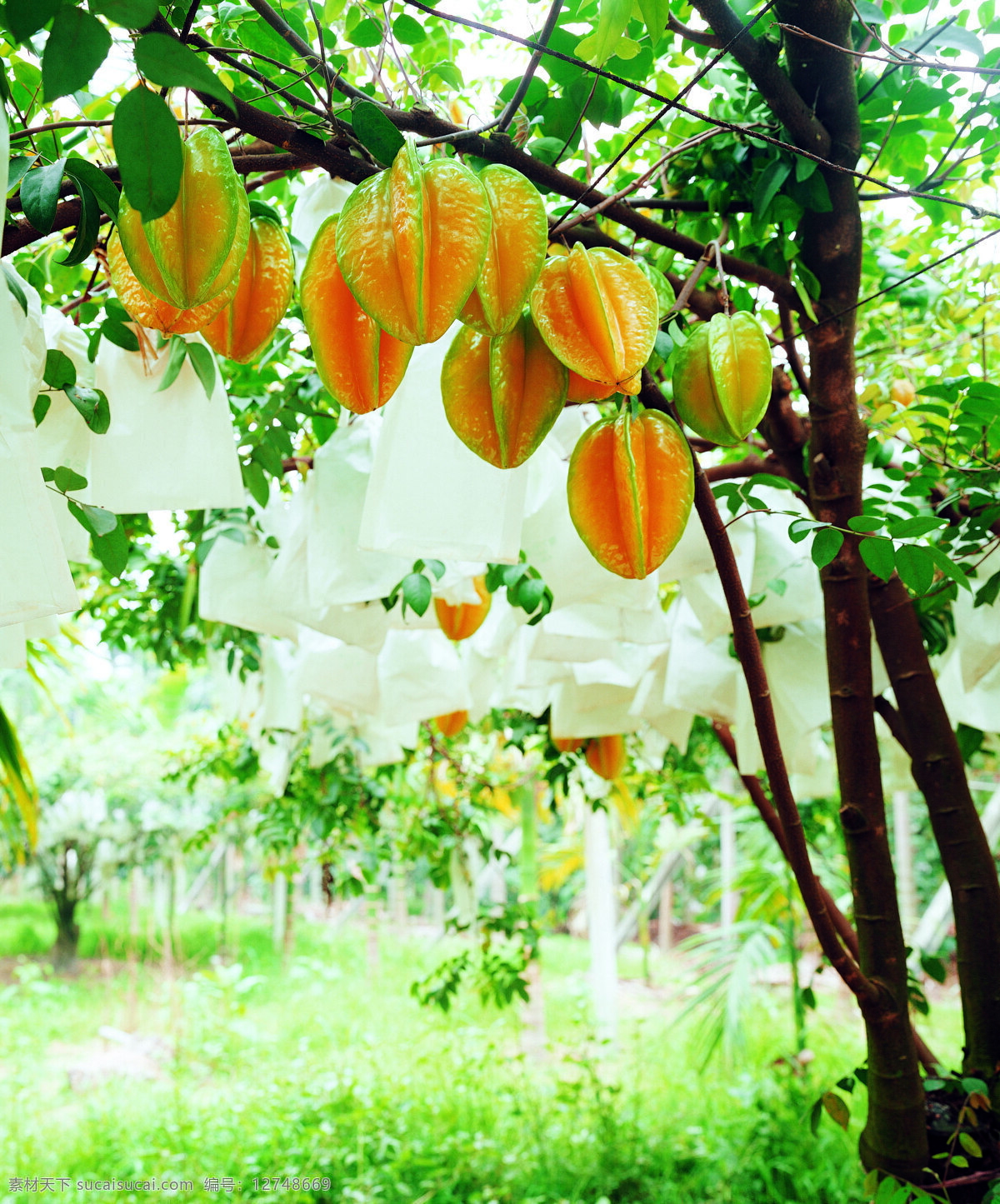 杨桃树 枝条 树枝 硕果累累 动物植物 水果 果树果园 摄影图 默认分类