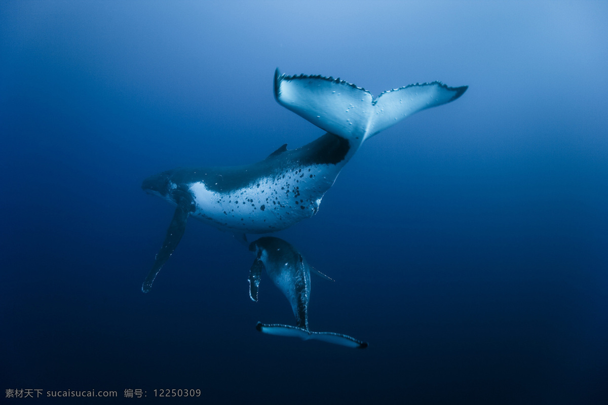 鲸鱼 母子 哺乳动物 蓝色海洋 海洋 大自然美景 生物世界 海洋生物