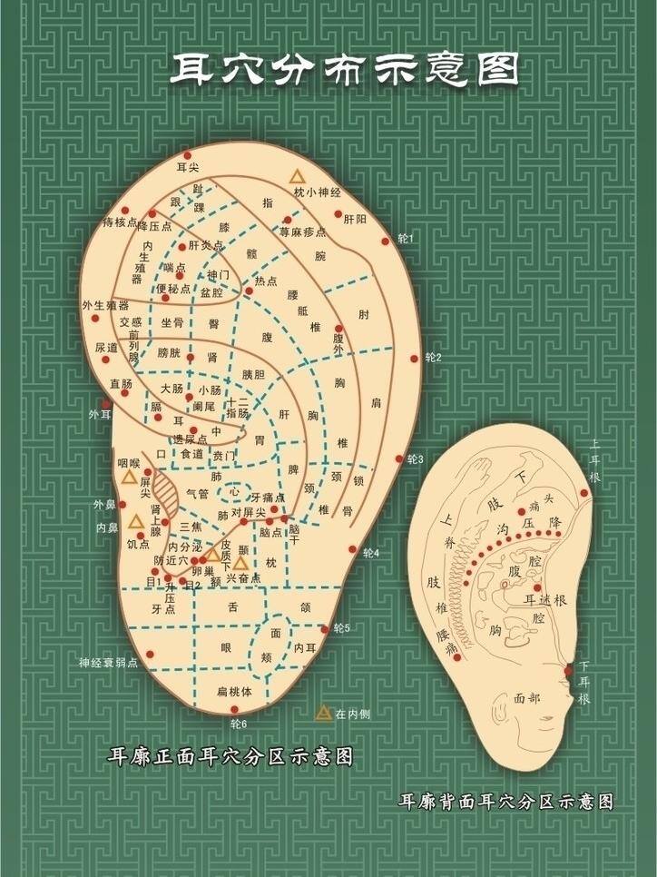 耳穴 分布 示意图 挂图 生活百科 医疗保健 医学 矢量 海报 其他海报设计