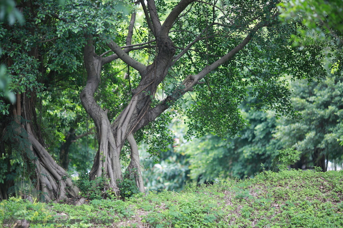 树林 林子 森林 树 大树 树枝 叶子 绿叶 生物世界 树木树叶