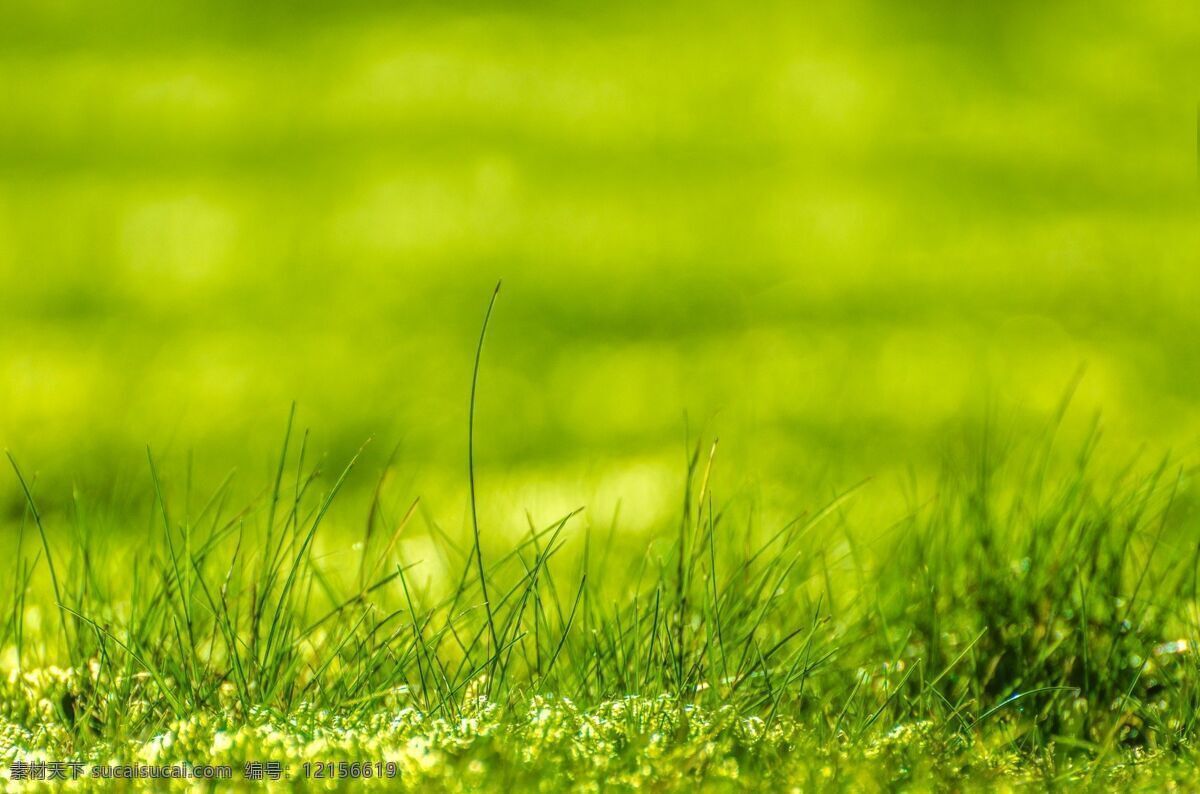 草坪图片 草坪 草地 绿草坪 阳光绿地 大片草坪 绿色草坪 植物园 阳光草坪 阳光草地