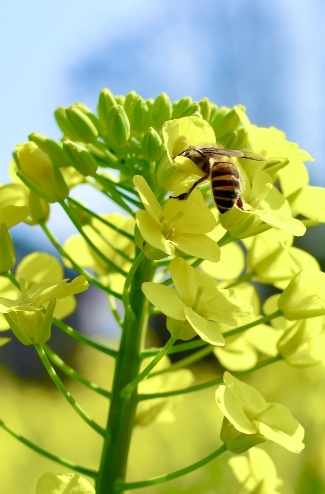 蜜蜂图片 油菜 蜜蜂 春天 采蜜 晴天 旅游摄影 国内旅游
