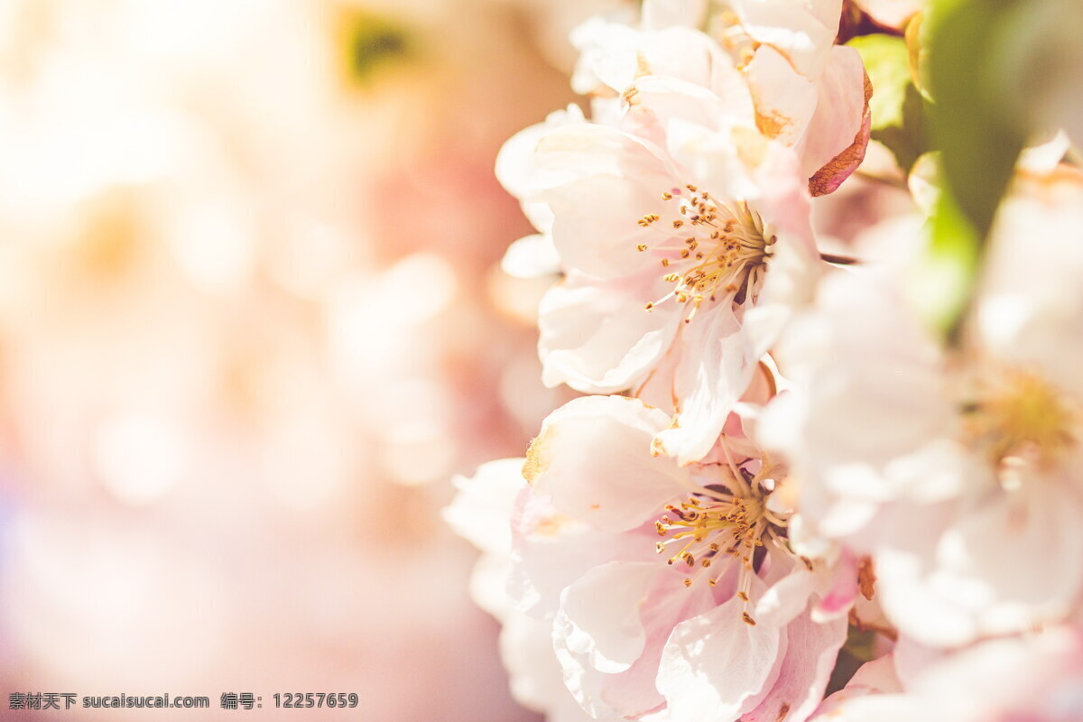 唯美 粉色 樱花 粉樱花 唯美樱花 粉色花朵 花朵