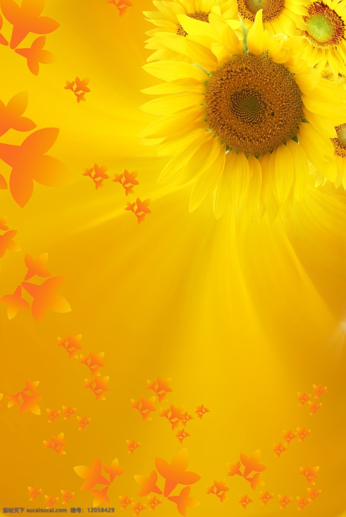 向日葵背景 温暖 向日葵 花朵 背景 黄色