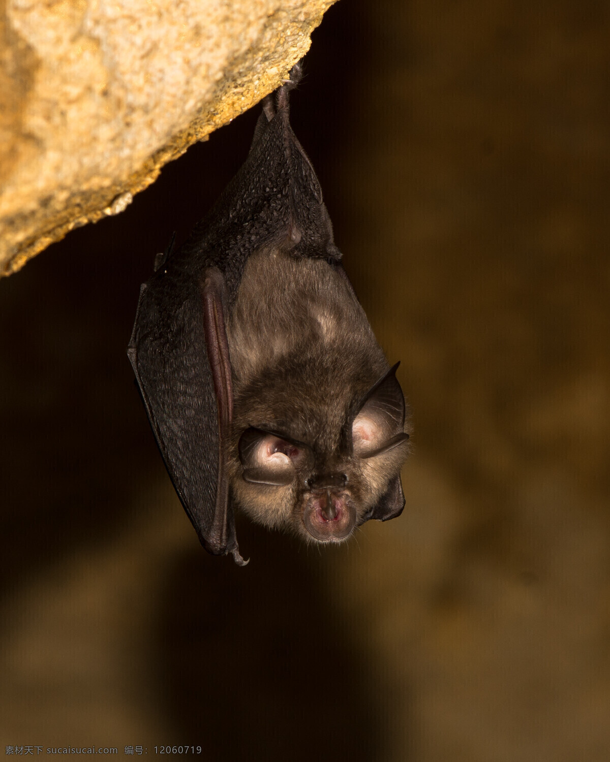 生物 蝙蝠特写 蝙蝠摄影 蝙蝠照片 生物世界 哺乳动物 动物 其他生物