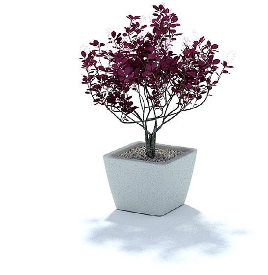 紫色 小树 盆栽 3d 模型 3d模型 3d渲染 白色 模型素材