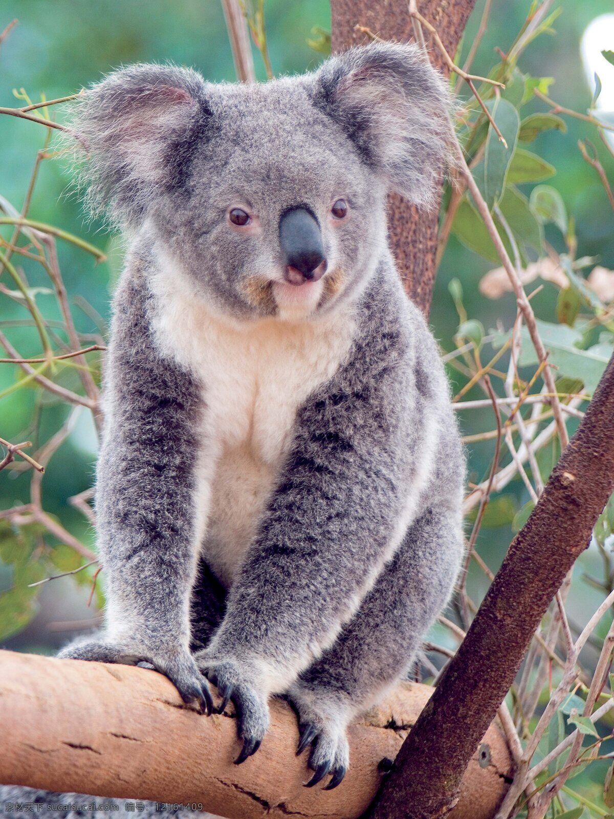 考拉 树袋熊 无尾熊 可拉熊 澳大利亚 koala 野生动物 生物世界