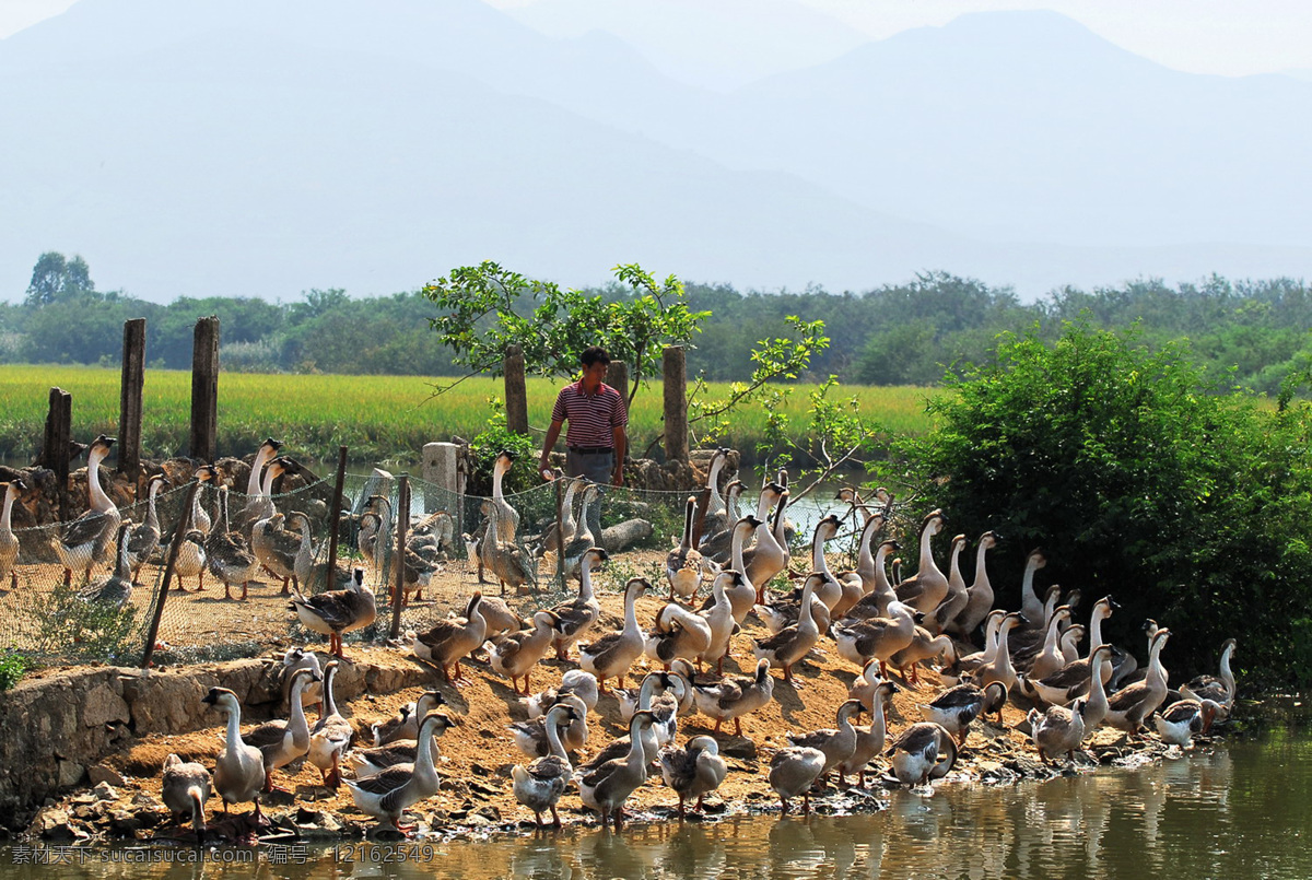 鹅鹅 田园风光 乡村 农家院 鹅趣 鹅 灰鹅 嬉戏 家禽家畜 生物世界