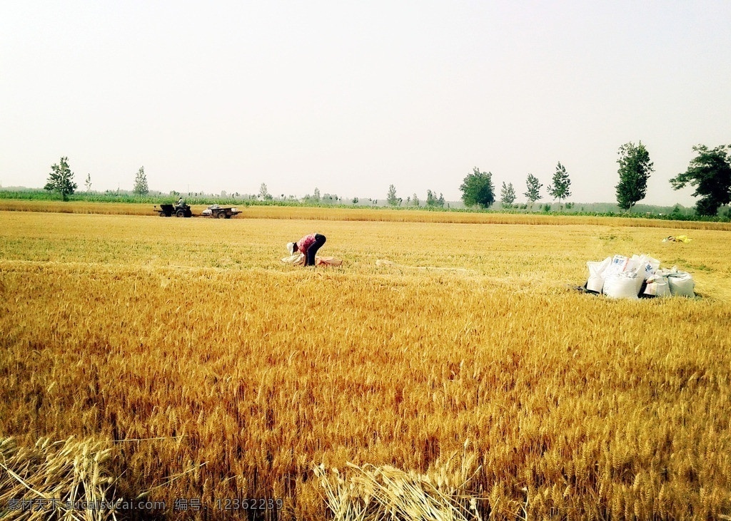 收麦 植物 麦子 成熟的麦子 收麦场景 收割机 蓝天 树木 田园风光 自然景观