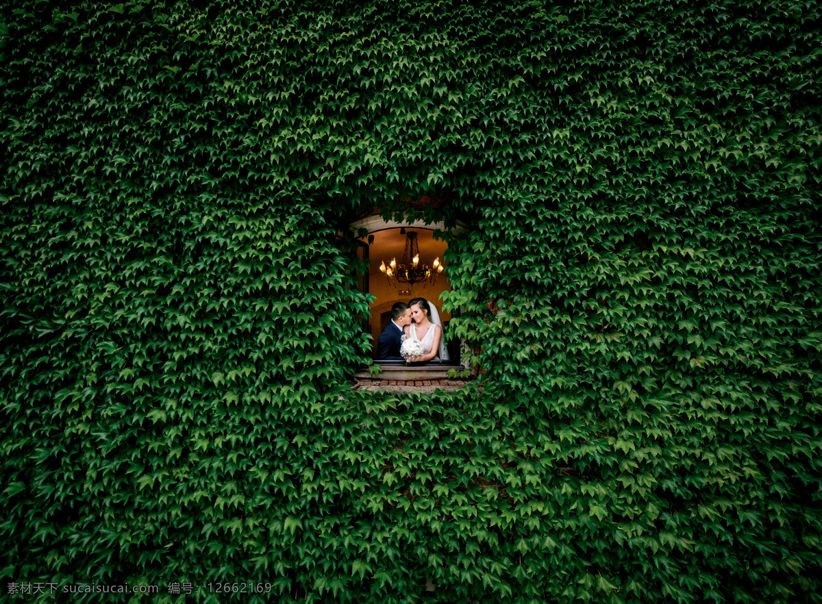 壁虎植物 植物绿化 墙壁植物 树叶背景 浓密树叶 绿叶背景 情人窗口亲吻 情侣窗口 欧式植物 植物背景 叶子背景 植物树木 自然景观 田园风光