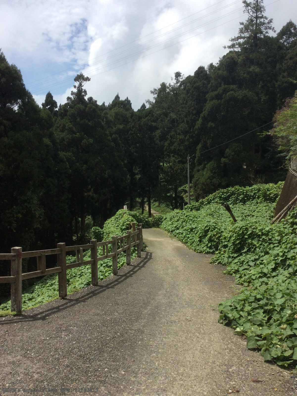 阿里山步道 阿里山 台湾 步道 丛林 树林 旅游摄影 国外旅游