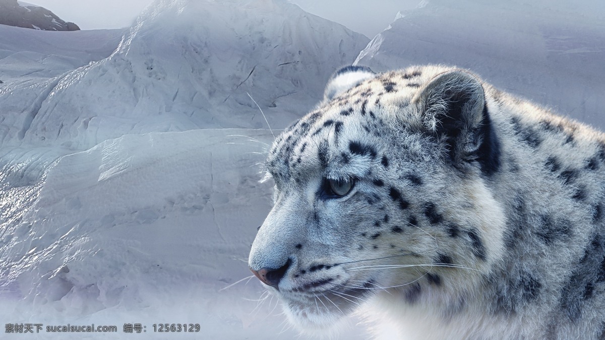 雪豹 珍稀动物 野生动物 保护动物 生物世界