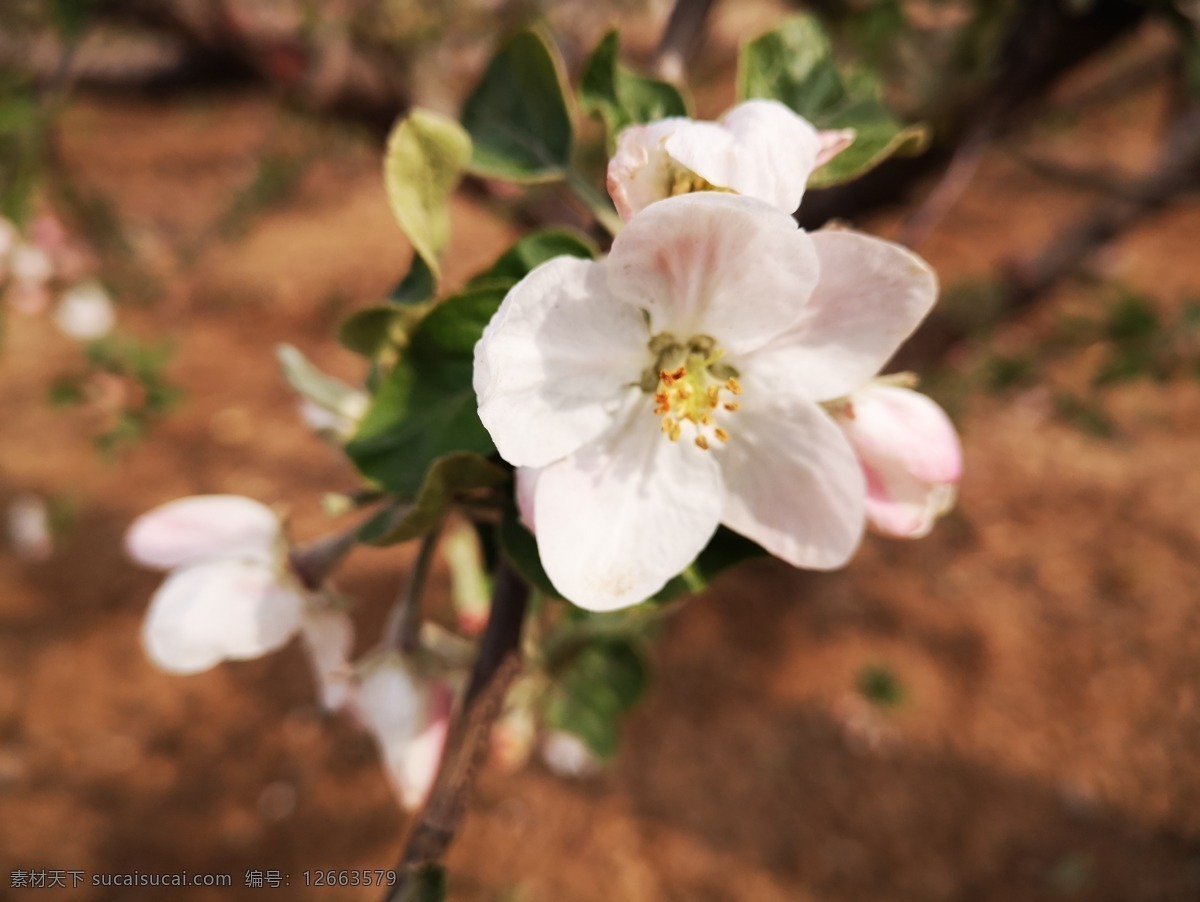 苹果花 花开 春天 苹果树 花蕊 花香 田园 绿叶 叶子 花团锦簇 自然景观 自然风景