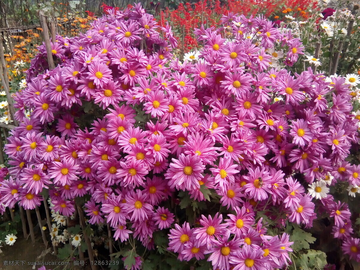 小雏菊 菊花 雏菊 花朵 花瓣 花蕊 紫色 秋天 盛开 鲜艳 生物世界 花草