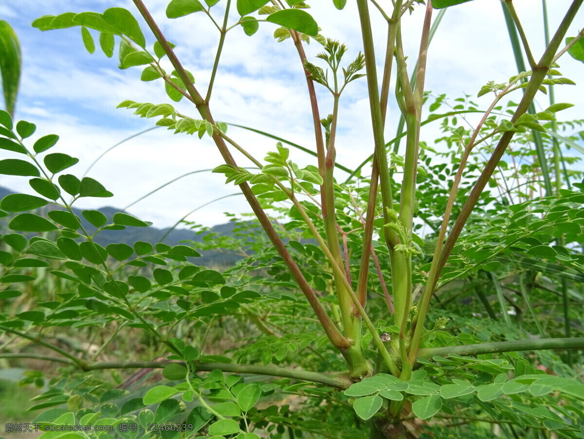 辣木 辣木苗 绿色辣木 新鲜辣木 辣木树 生物世界 蔬菜