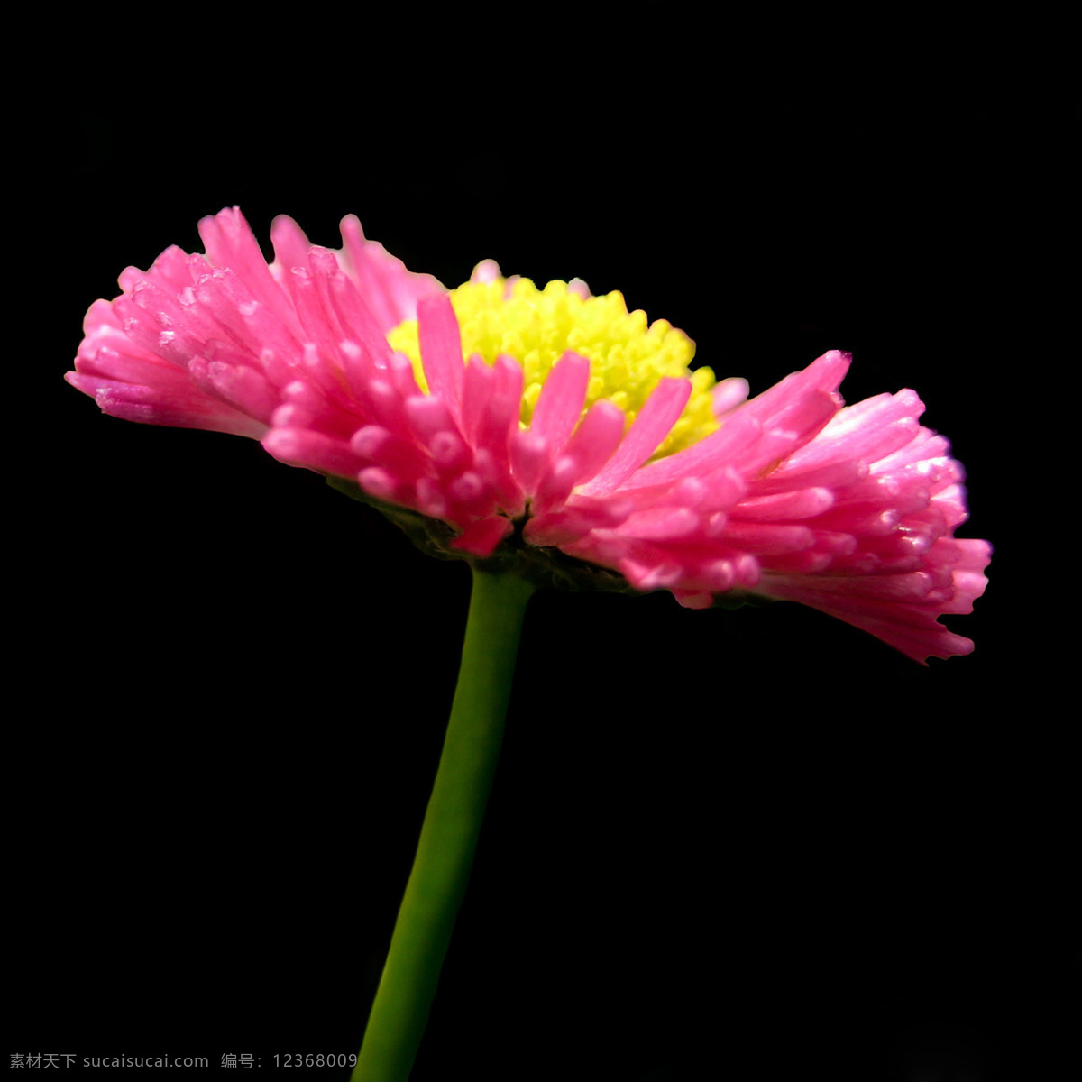 位图 植物摄影 写实花卉 花朵 菊花 免费素材 面料图库 服装图案 黑色