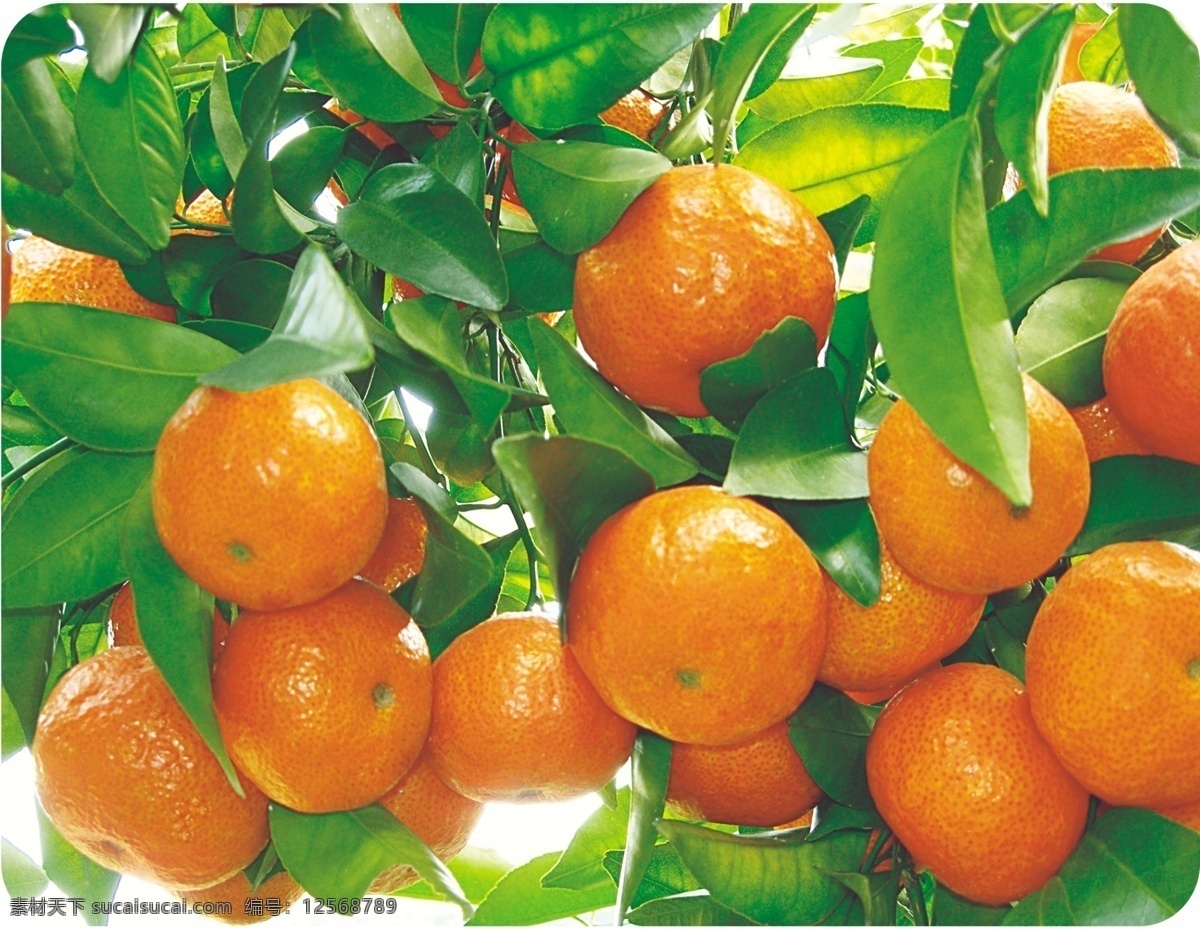 柑桔 水果 食品 实物 橘桔橙 分层