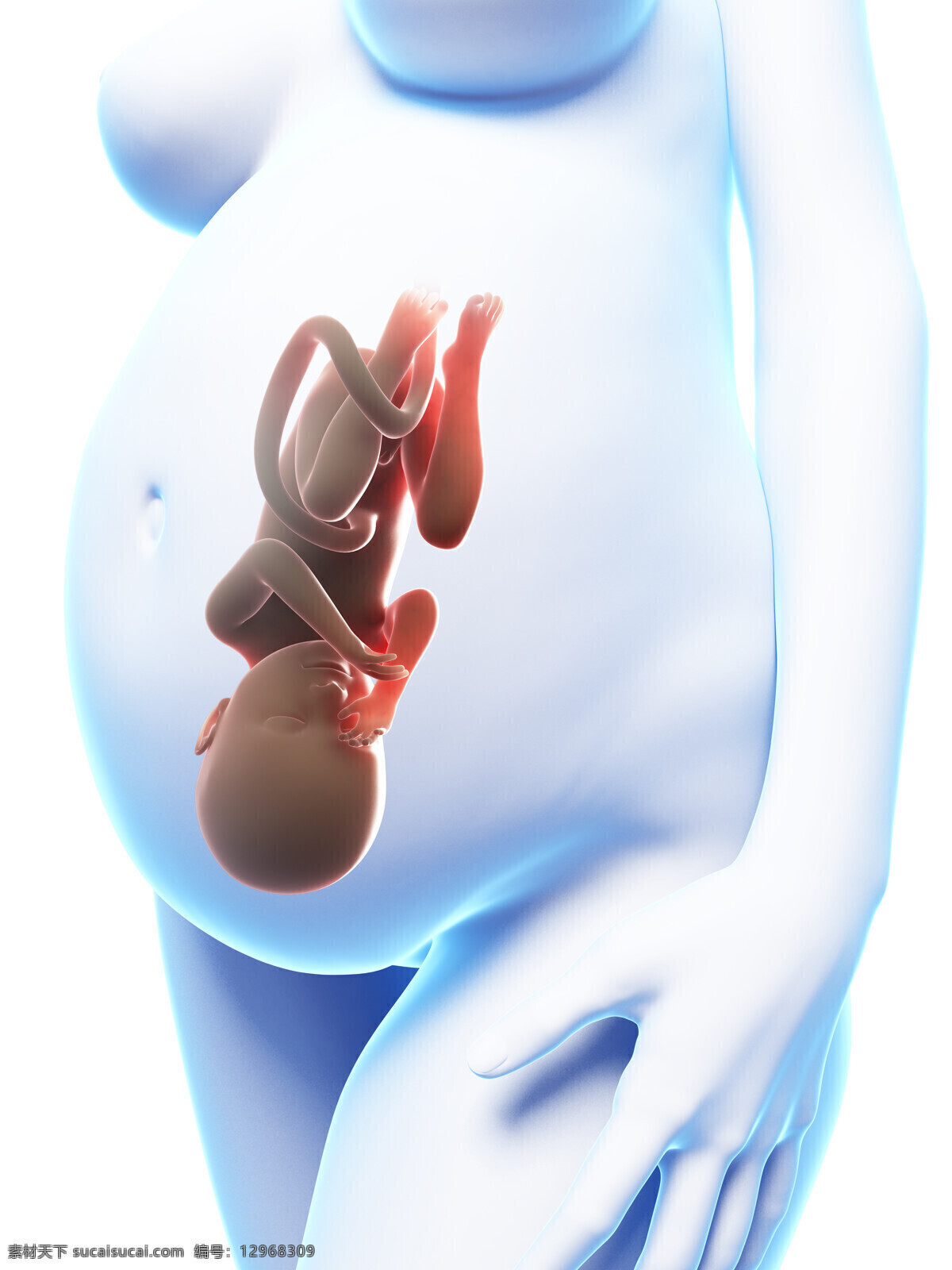 肚子里的胎儿 胎儿 怀孕 宝宝 孕妇 准妈妈 人体器官 医疗护理 现代科技 白色