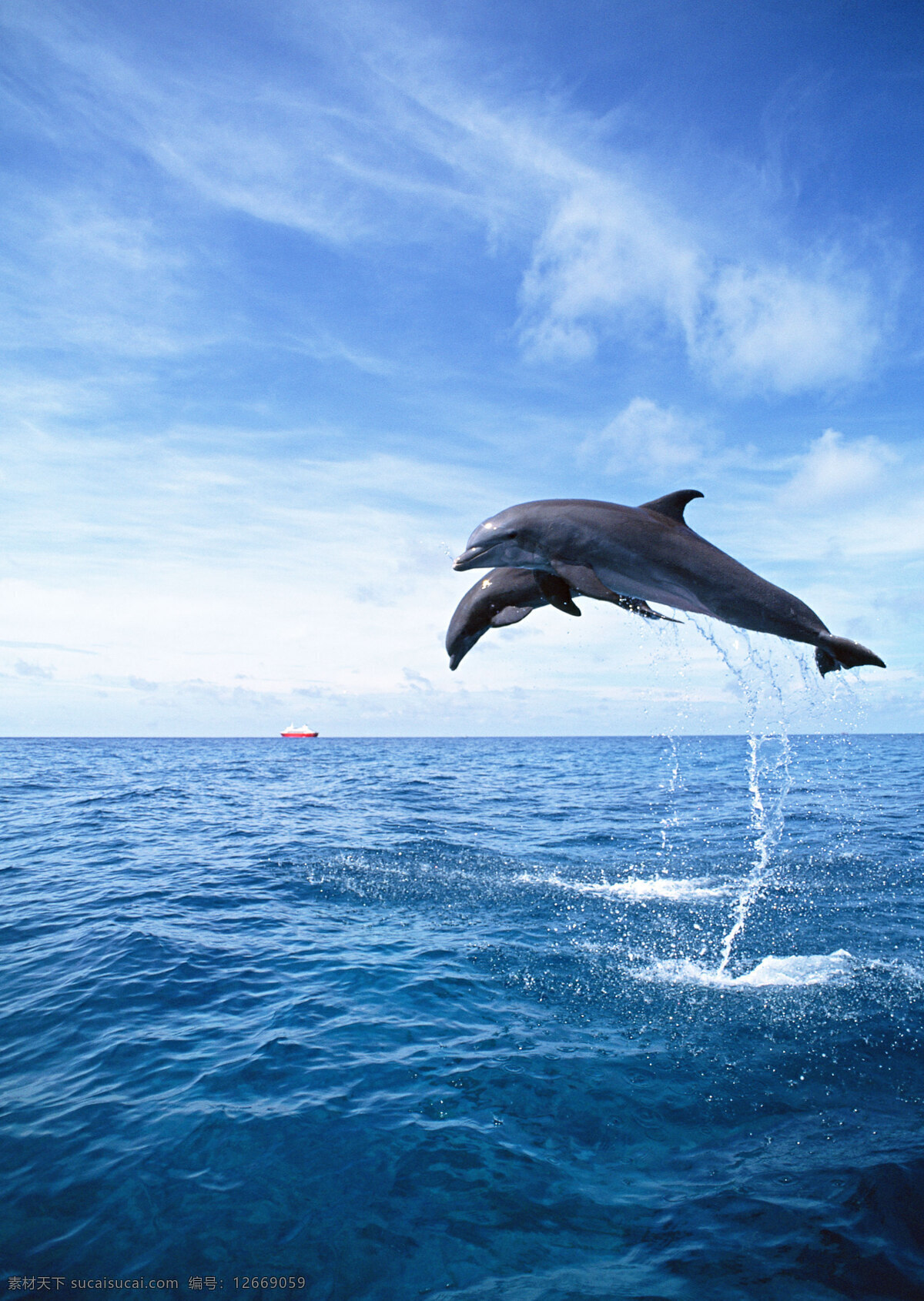 海豚 海 摄影图库 生物世界 鱼 鱼类 豚