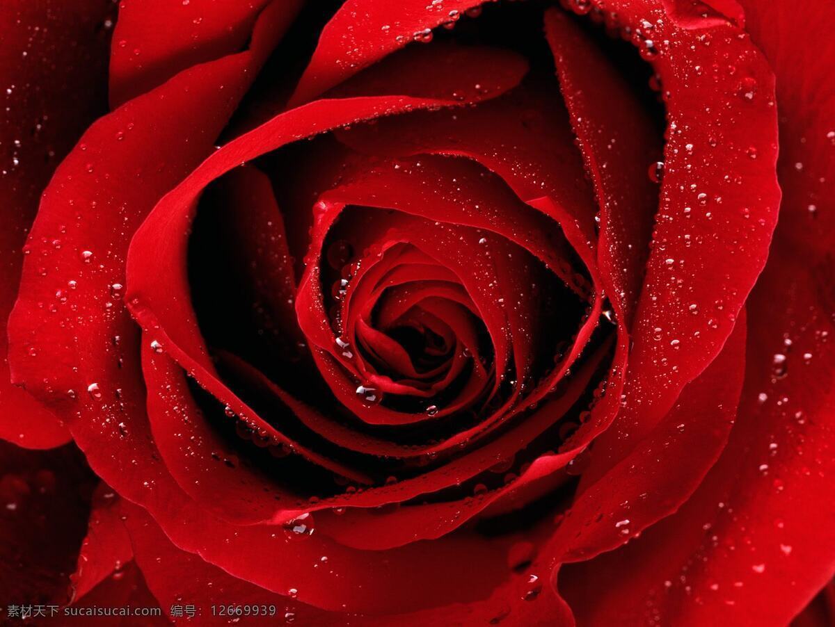 高清 红色 玫瑰 背景图片