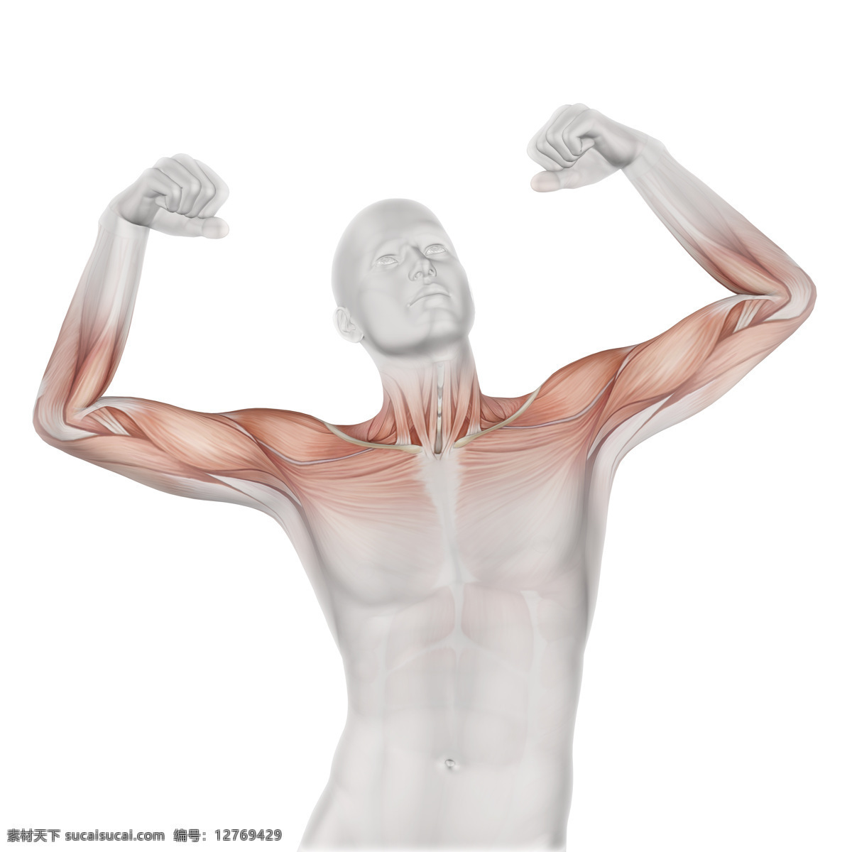 三维人体模型 医学研究 强壮 肌肉 立体 三维 人体模型 医学 肌肉疼痛 高质量图片 旅游摄影 国外旅游