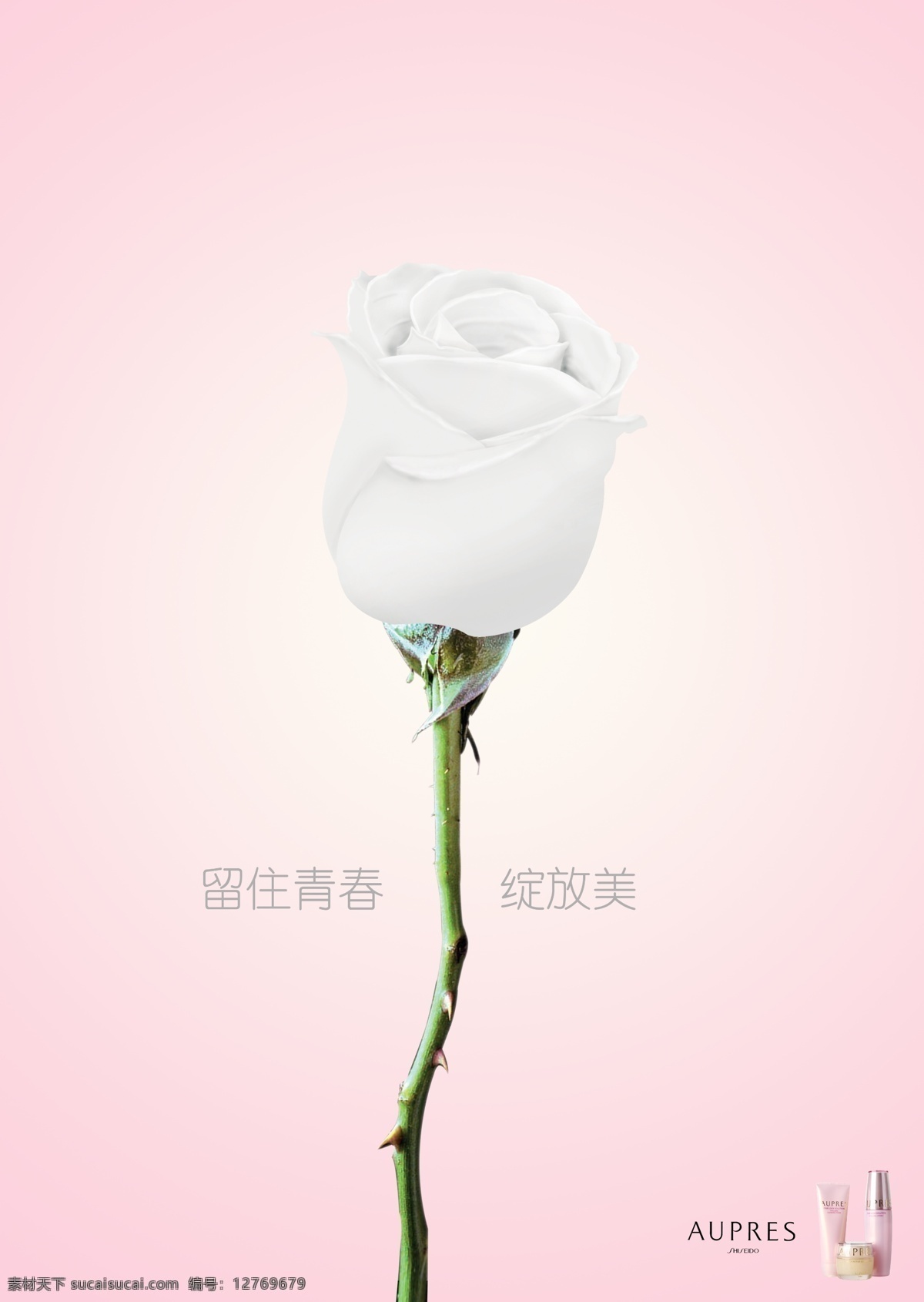 平面设计 化妆品 玫瑰花 粉色 小清新 唯美 女性 绽放 乳液 欧 泊 莱 玫瑰花设计 白色