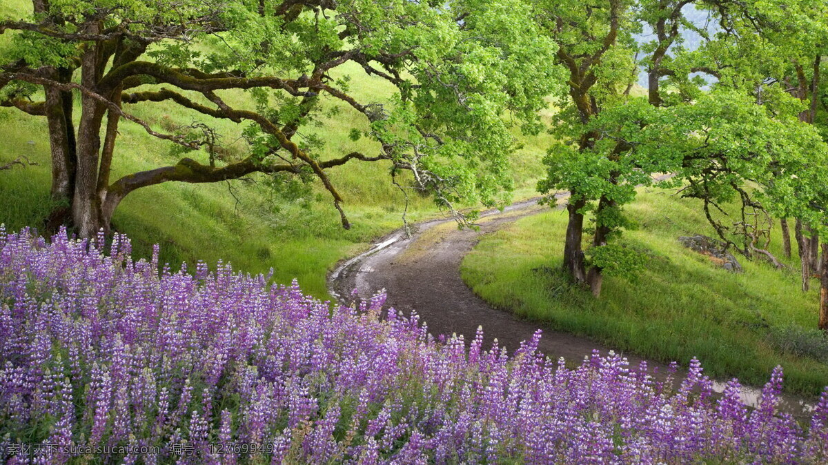 薰衣草山坡 薰衣草 紫色 花丛 花园 小径 安静 静谧 山坡 树林 树丛 花坛 花毯 自然 自然景观 自然风景