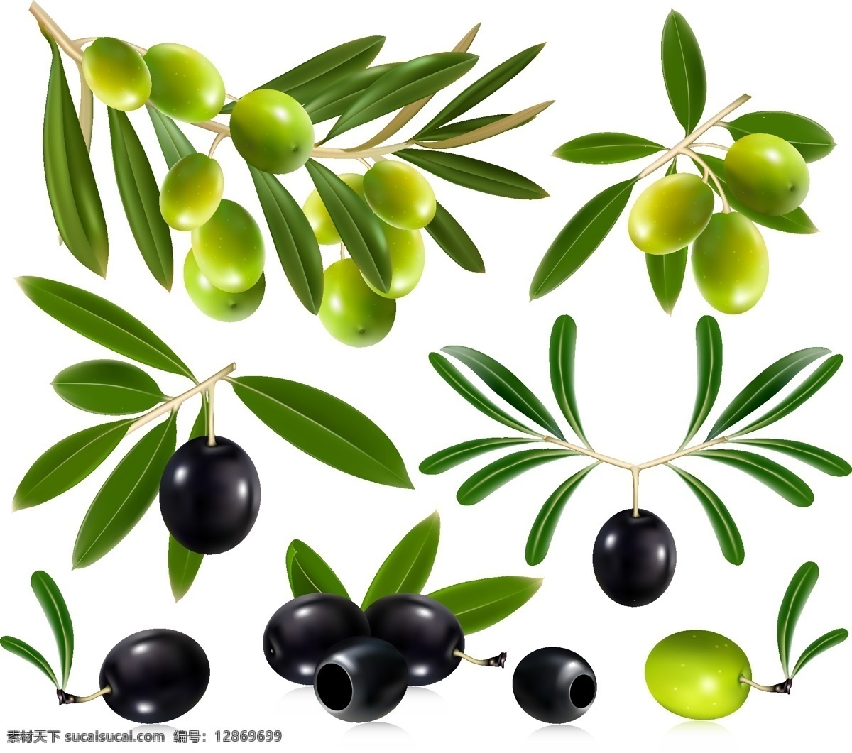 矢量橄榄 手绘橄榄 卡通橄榄 逼真橄榄 橄榄插画 橄榄元素 橄榄素材 黑色橄榄 绿色橄榄 橄榄叶子 橄榄树叶 食物 生物世界 水果