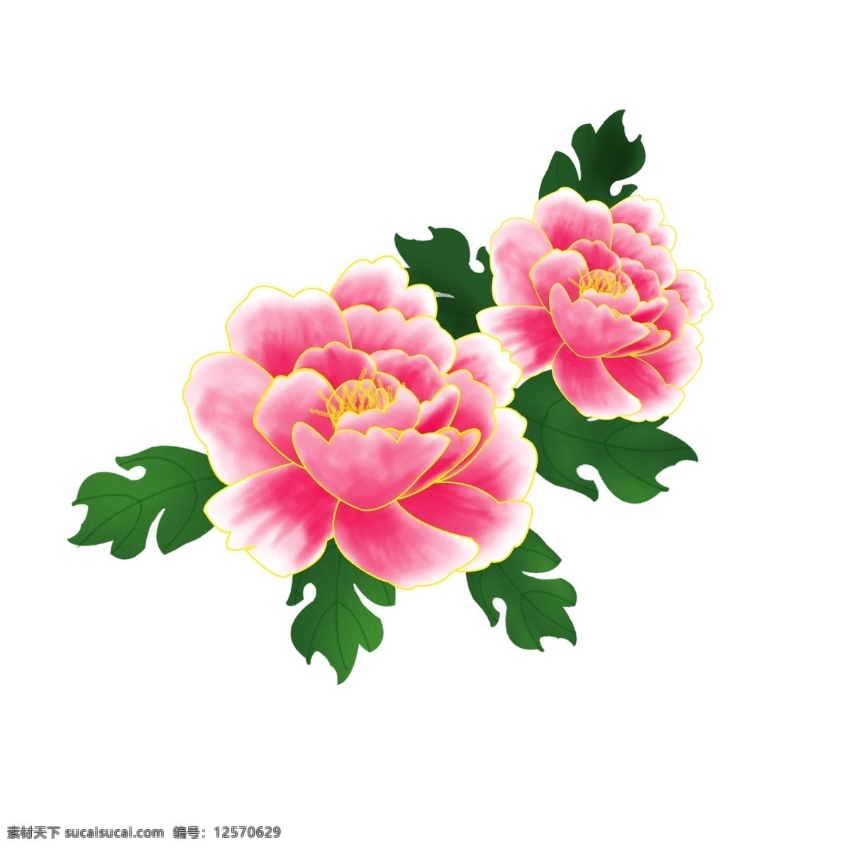 手绘 植物 粉红色 花 牡丹花 手绘花 手绘植物 手绘牡丹 花卉 牡丹