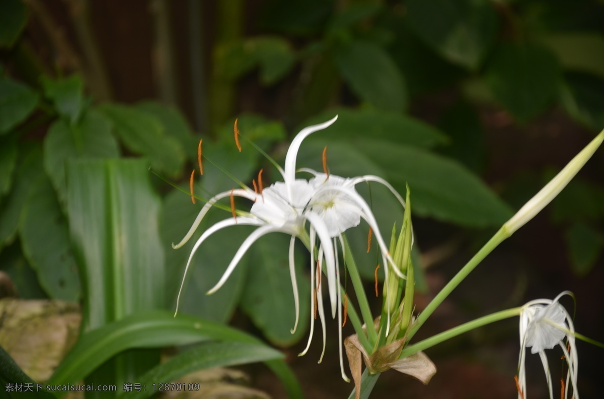 花卉 水鬼蕉 美丽水鬼蕉 蜘蛛兰 花茎顶端生花 3至8朵 白色 花卉系列 生物世界 花草