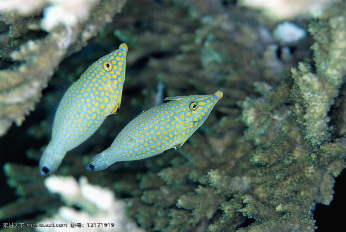 海洋生物 海底世界 海洋 海洋鱼类 生物世界 鱼 鱼类 洋生物 珊蝴礁石