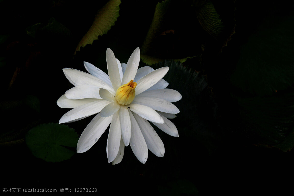 美丽 白色 睡莲 高清 鲜花 花卉 花朵 花草