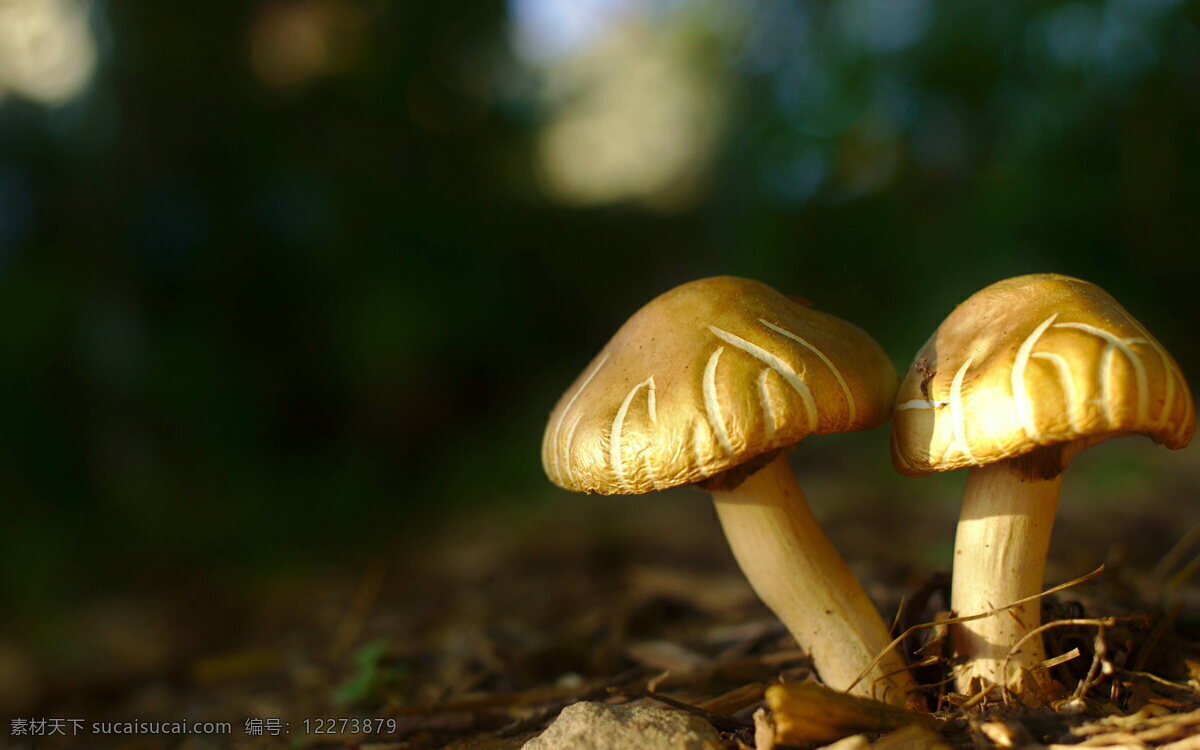 小蘑菇 野生蘑菇 蘑菇 野生 真菌 菌类