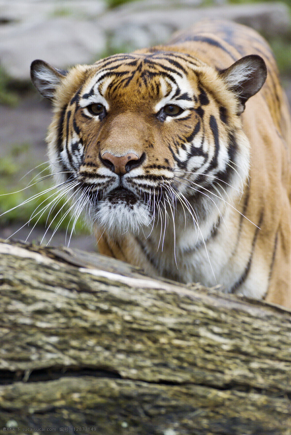 凶猛 老虎 动物 高清 公园 百兽之王 陆地动物 野生动物 动物世界 动物摄影 动物图片 灰色