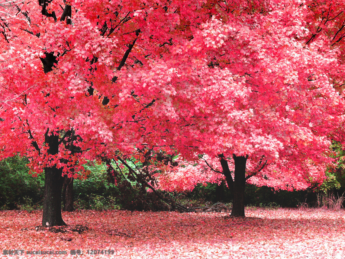 红色 樱花树 风景 高清 樱花 浪漫 花树 粉红