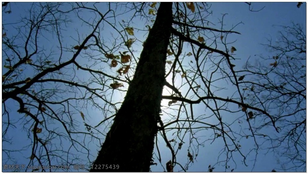 蓝天 动态 视频 蓝色 天空 树木 视频素材 动态视频素材