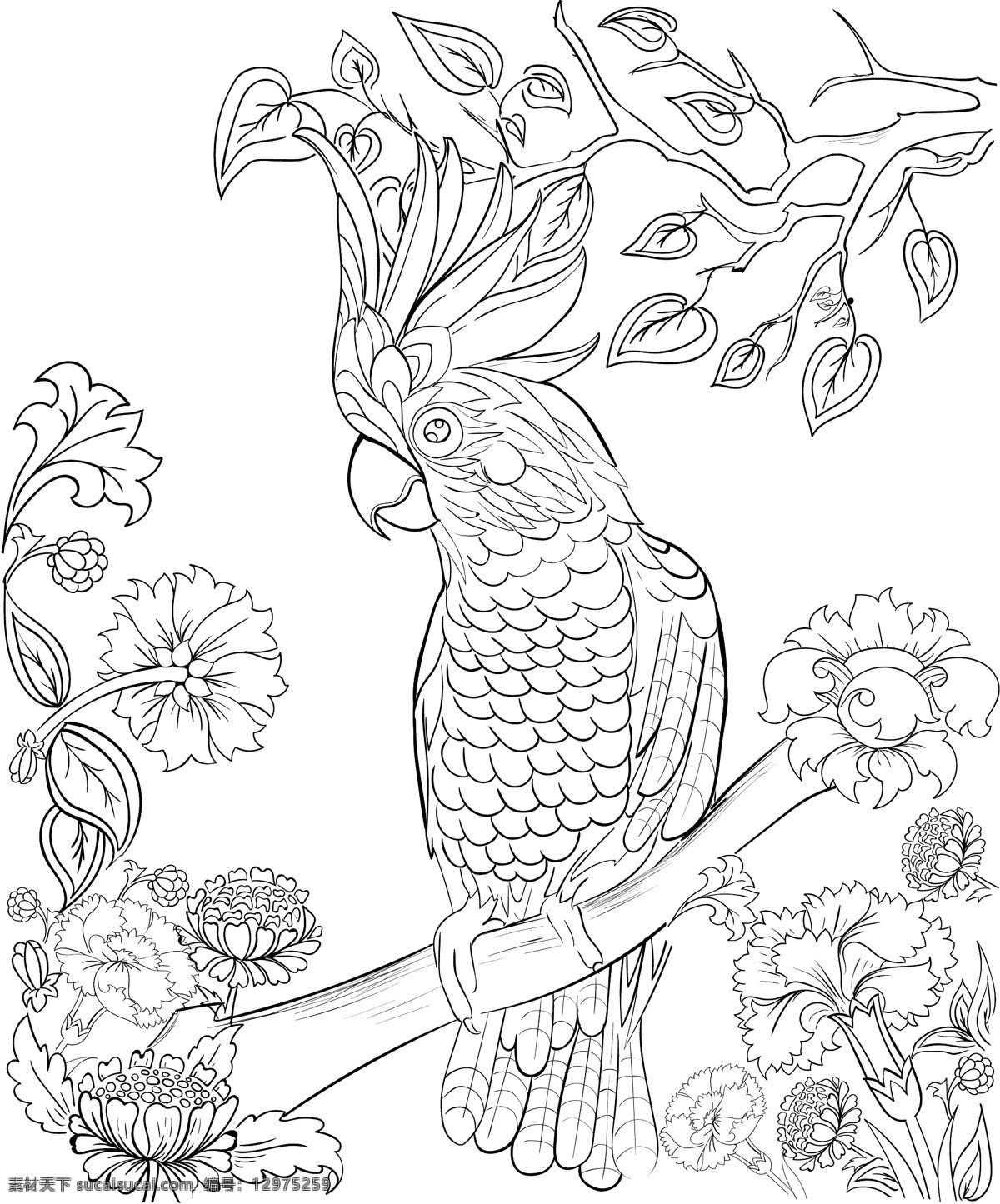 白描 手绘 鹦鹉 插画 植物 唯美 树枝 白搭 花朵
