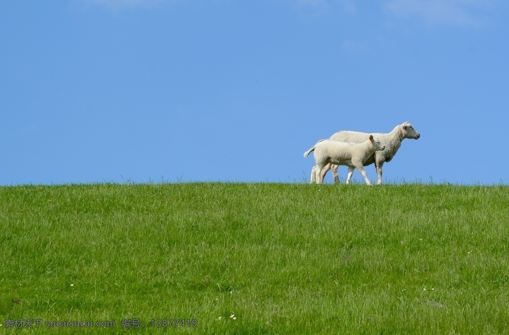 羊养殖 牧场 动物 白羊 小羊 家畜 绵羊 羊摄影 羊抓拍 羊素材 羊壁纸 羊拍摄 一只羊 养羊 生物世界 家禽家畜