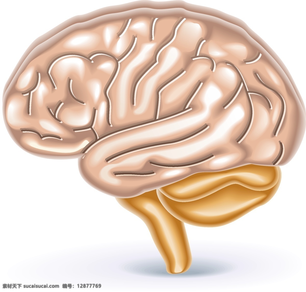 矢量 卡通 大脑 元素 手绘 人体器官 思考 ai元素 免扣元素
