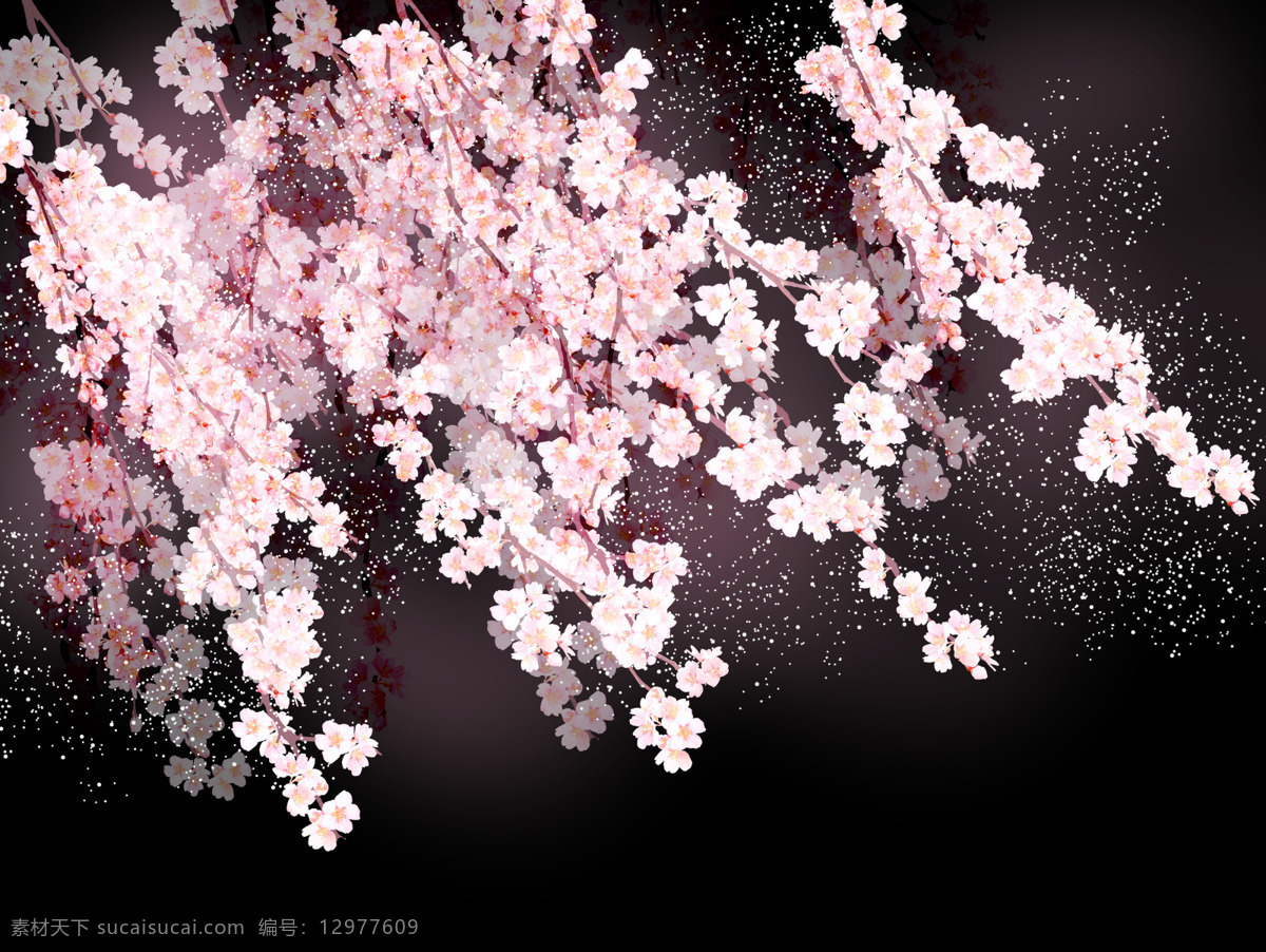 黑色 樱花 树枝 粉色 点状 生物世界 花草
