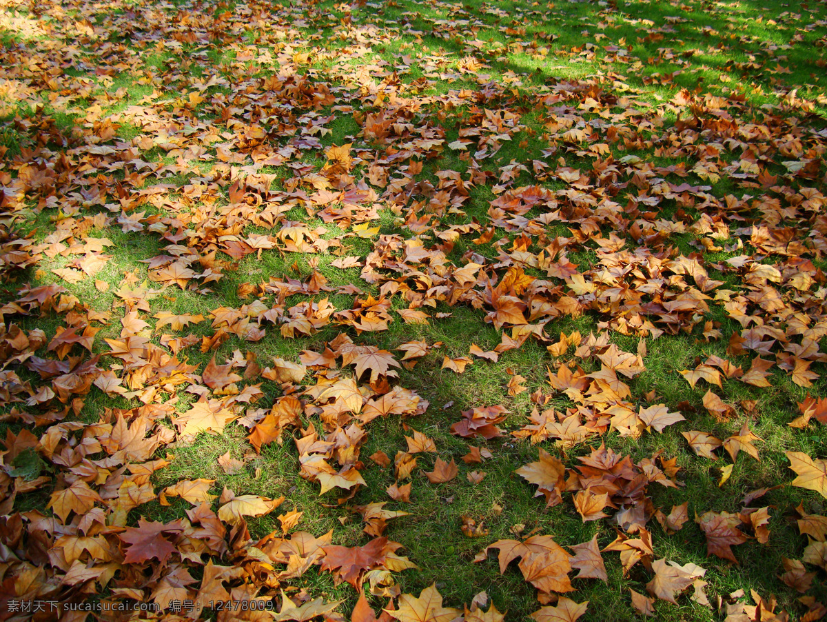 秋天满地落叶 秋天 落叶 阳光 草地 梧桐叶 自然景观 自然风景 摄影图库