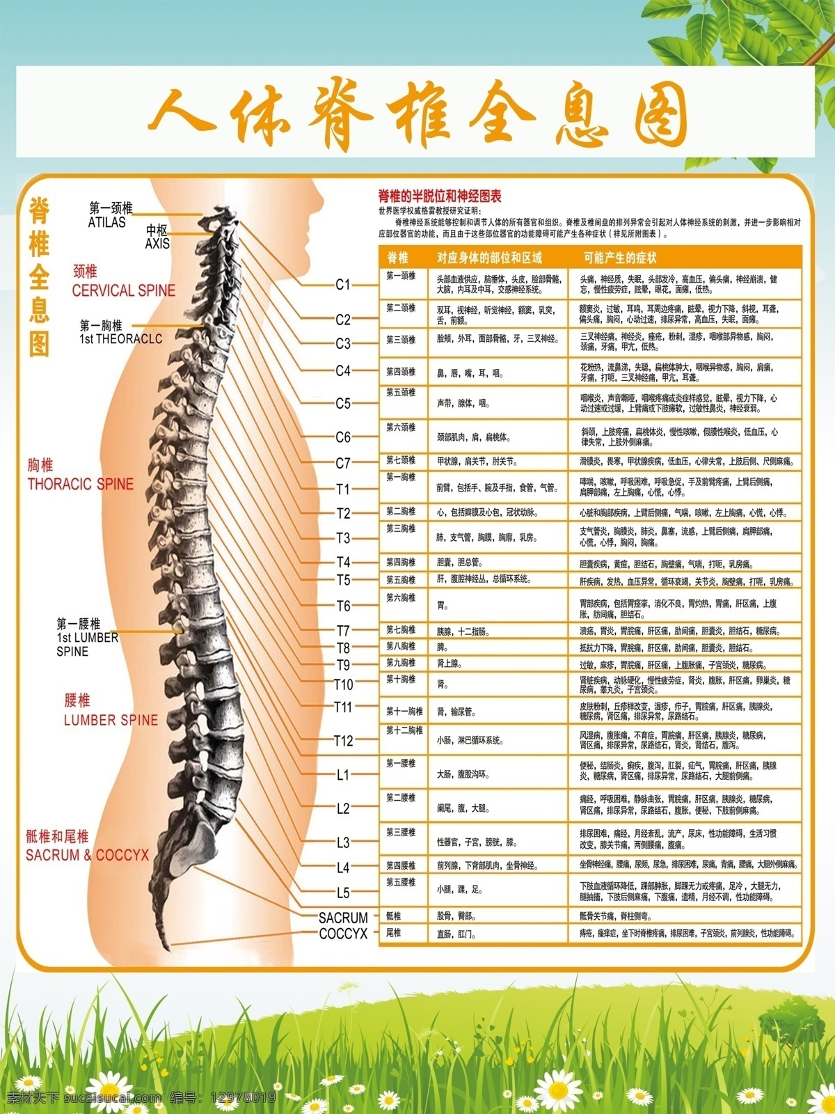 人体 脊椎 全息 图 展板 脊椎全息图 人体脊椎 脊椎图展板 医院脊椎图