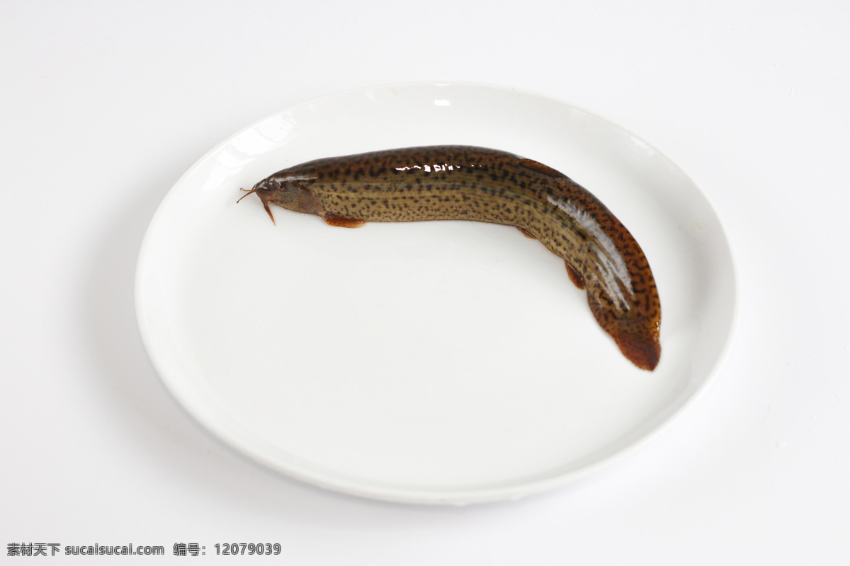 泥鳅 火锅 食 材 图 黄鳝 鳝鱼 烧烤 食材 生物世界 鱼类