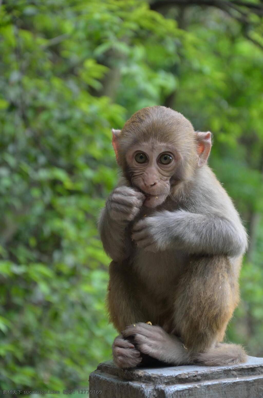 猴子 迷你猴子 野生 猴子摄影 猴子拍摄 猴子吃蛋 小猴子 动物园 动物园的猴子 动物摄影 可爱瞬间 金丝猴 野生金丝猴 吃橘子 猴子吃东西 猴子吃饭 生物世界 野生动物
