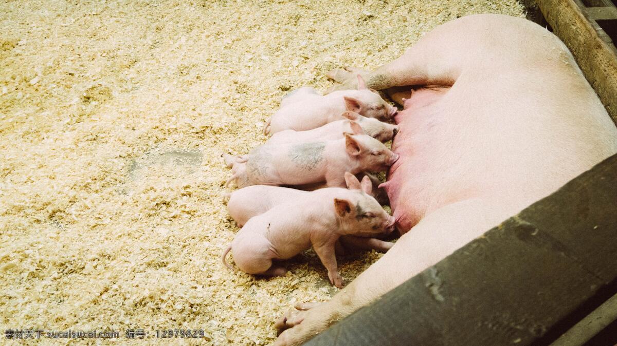 哺乳动物 小猪 猪 大猪 母猪 吃奶 农场 户外 猪圈 可爱 一群 生物世界 家禽家畜