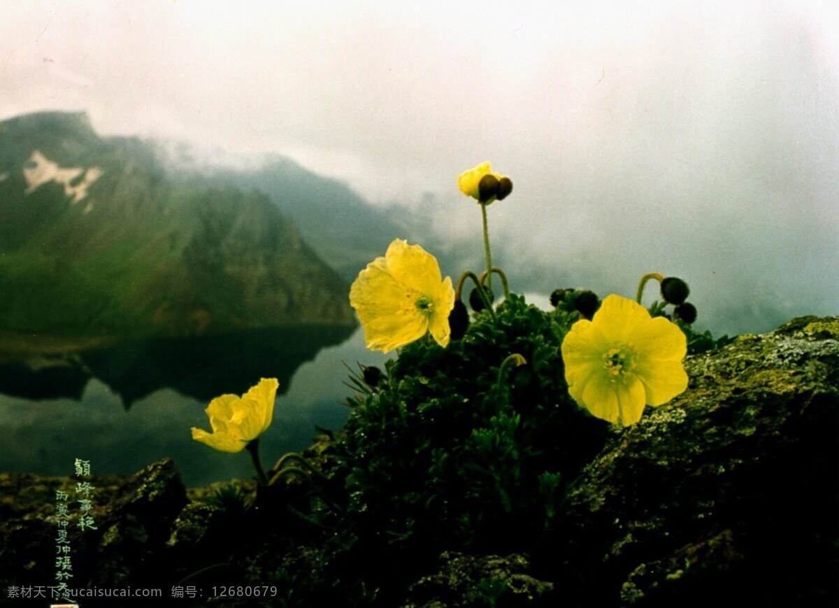 山顶 上 小 黄花 山水风景图片 生命 小黄花 野花图片 高山之巅 春天的风景 家居装饰素材 山水风景画